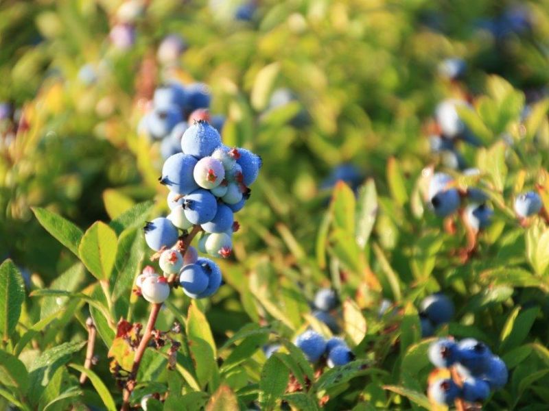 Truro Agromart products blueberries in the pasture