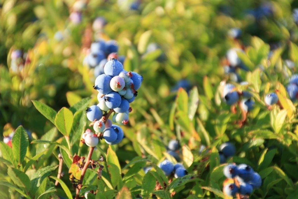 Truro Agromart products blueberries in the pasture