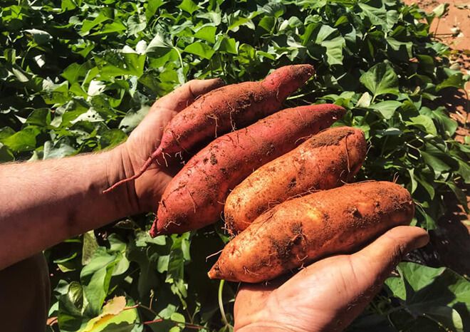 Truro Agromart products of freshly grown yams in the pasture