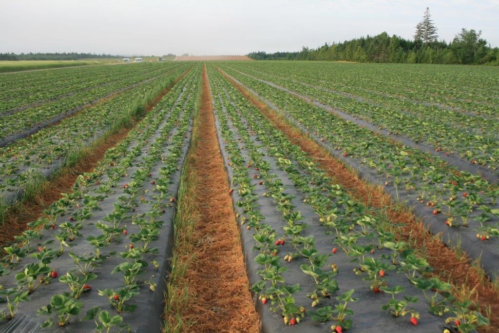 Truro Agromart's strawberry plantation overlooking forest in the background