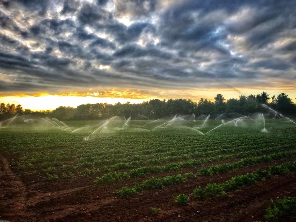 Truro Agromart's pasture getting watered with sunrise in behind