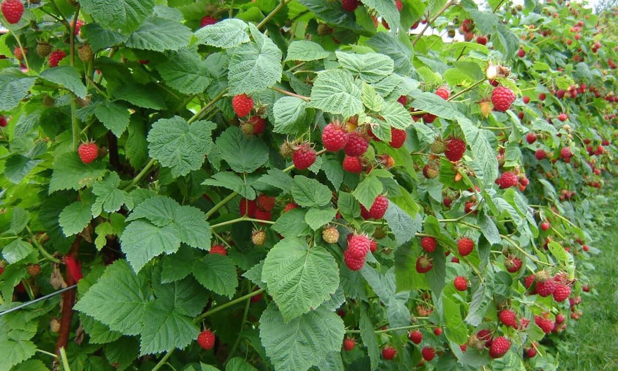 Raspberry crops