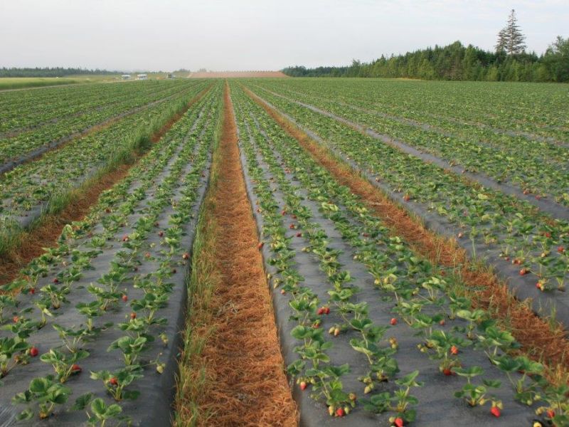 Truro Agromart's strawberry plantation overlooking forest in the background