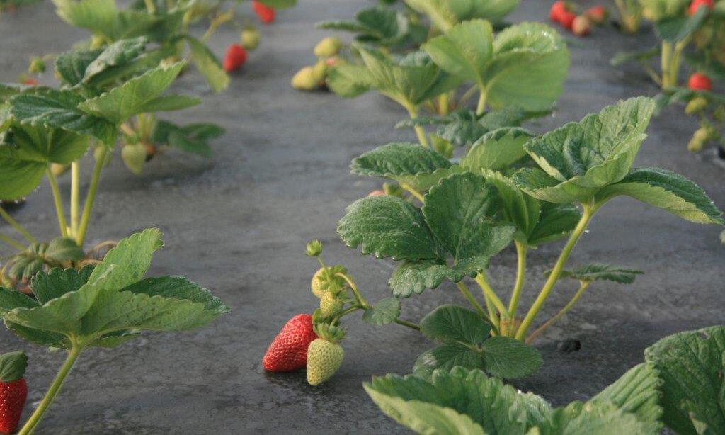 Strawberry patch and crop