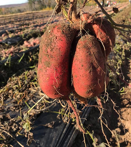 Harvest bounty with crop in the background