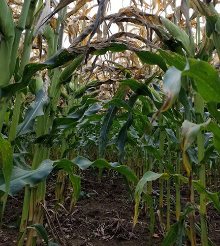 Truro Agromart Ltd. crop and soil