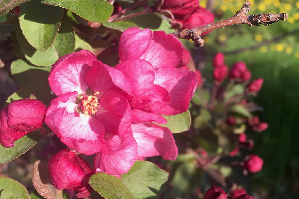 Truro Agromart flowers pink and green