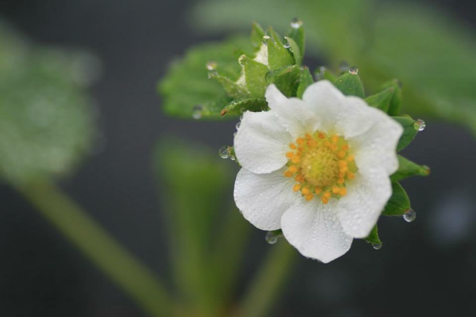 Truro Agromart flowers white and yellow