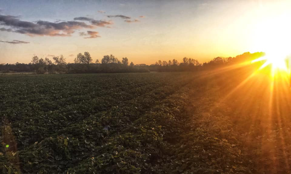 Truro Agromart Ltd. crop with sunset in the background