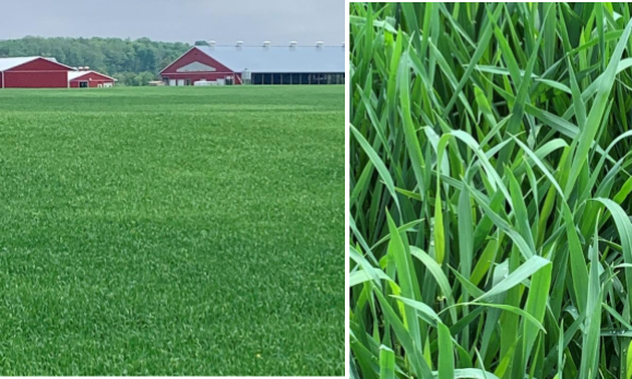Quality Seeds “Infiniti” and “XTR” Brand Winter Triticale two images