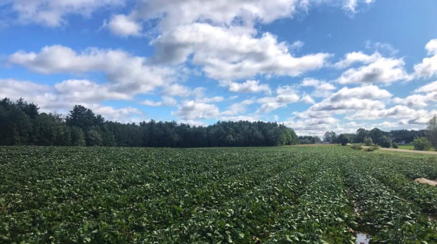 Truro Agromart pasture and blue skies