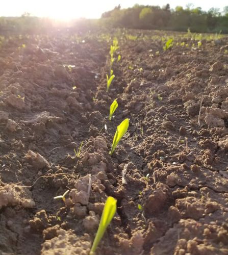 Truro Agromart Ltd. crop and soil