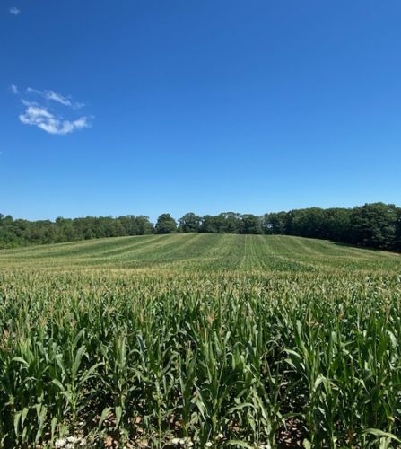 Truro Agromart pasture and blue sky
