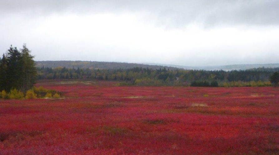 Truro Agromart crops, red soil